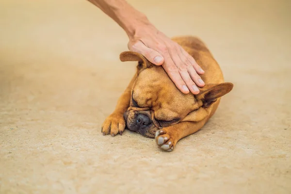 Hand stroking a dog. Animal Protection Concept — Stock Photo, Image