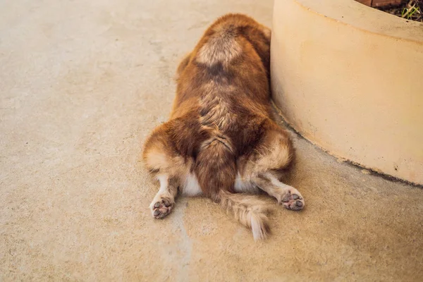 The dog lies with outstretched hind legs. Hot dog. Animal rights — Stock Photo, Image