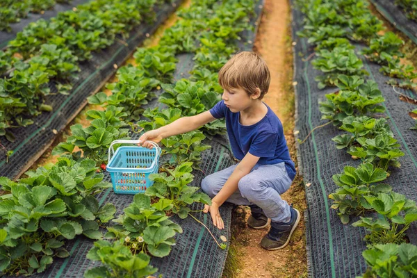 Küçük çocuk yazın organik çilek çiftliğinde böğürtlen topluyor. — Stok fotoğraf