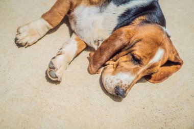 Yerde uyuyan komik bir köpek