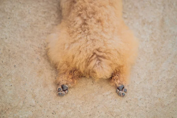 Pies leży z rozciągniętymi tylnymi nogami. Hot doga. Prawa zwierząt — Zdjęcie stockowe