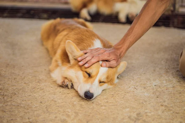 Mão a acariciar um cão. Conceito de protecção animal — Fotografia de Stock