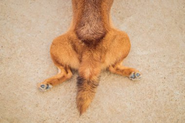 Köpek uzanmış arka ayakları ile yatar. Sosisli sandviç. Hayvan Hakları