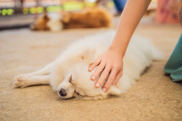 Hand stroking a dog. Animal Protection Concept
