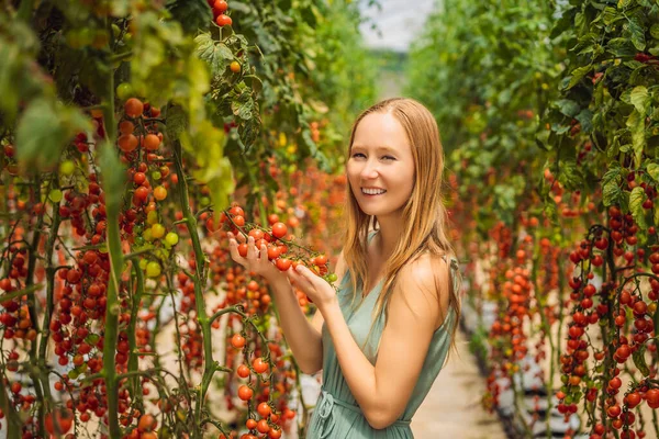 Mujer y tomates rojos cereza en los arbustos — Foto de Stock