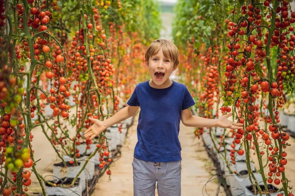 Портрет милого маленького хлопчика, який тримає свіжі помідори в руках в теплиці і посміхається. Портрет дитини з червоними помідорами — стокове фото