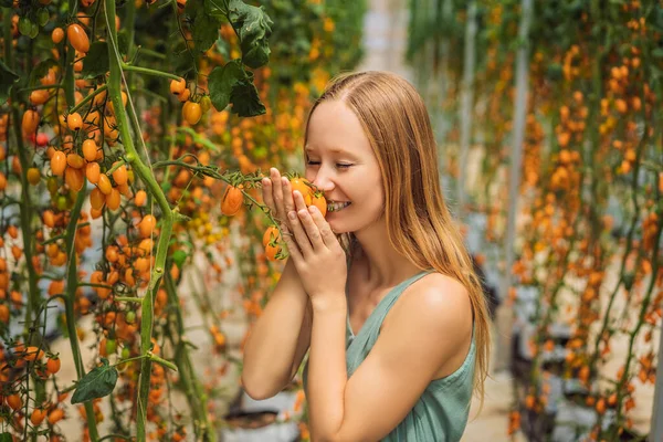 Bahçede genç bir kadın ve sarı kiraz domatesleri yetişiyor. Kapat. — Stok fotoğraf