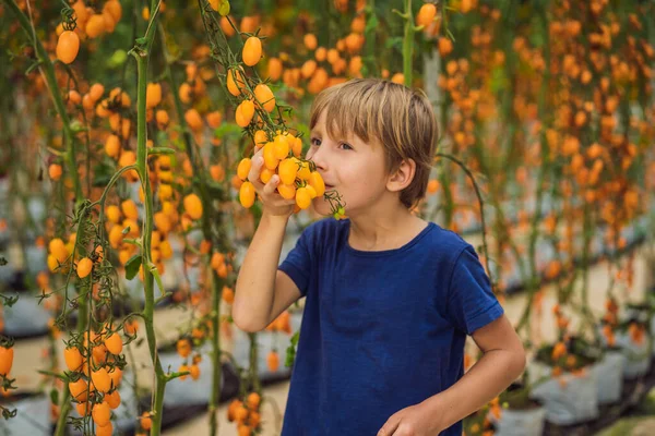 Genç çocuk ve sarı kiraz domatesleri bahçede yetişir. Kapat. — Stok fotoğraf