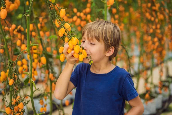 Genç çocuk ve sarı kiraz domatesleri bahçede yetişir. Kapat. — Stok fotoğraf