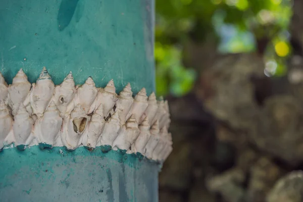 Chua Tu Van tempel gjort av skal och koraller eller draken labyrint. Resor till Vietnam konceptet — Stockfoto