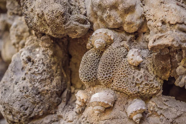 Chua Tu Van templo feito de conchas e corais ou o labirinto dragão. Viajar para o Vietnã Conceito — Fotografia de Stock
