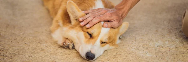 Handen smeker en hund. Djurskyddskoncept BANNER, LONG FORMAT — Stockfoto