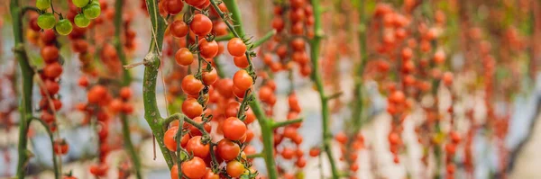 Farm of tasty red cherry tomatoes on the bushes BANNER, LONG FORMAT