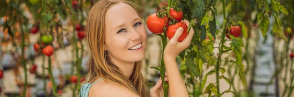 Крупним планом жінка тримає помідори на гілці поруч зі своїм обличчям, думаючи з'їсти його BANNER, LONG FORMAT — стокове фото