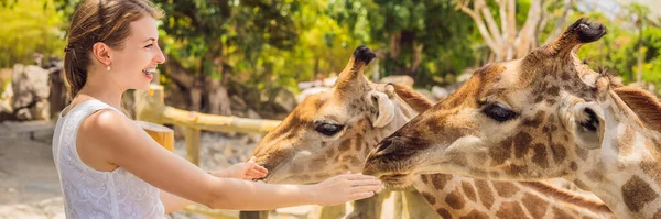 Mulher feliz assistindo e alimentando girafa no zoológico. Ela se divertindo com animais parque de safári no dia quente de verão BANNER, LONG FORMAT — Fotografia de Stock