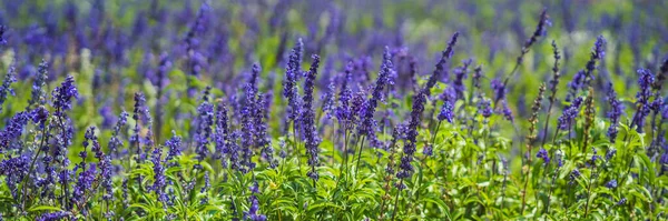 Lavendelsträucher im Garten, Vietnam, Da Lat BANNER, LONG FORMAT — Stockfoto