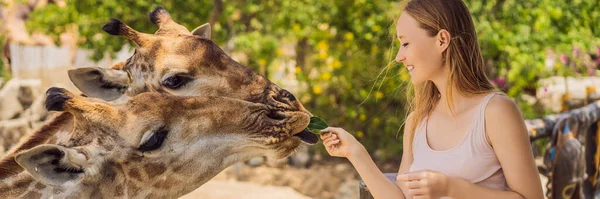 Femme heureuse regardant et nourrissant girafe dans le zoo. Elle s'amuse avec les animaux safari parc sur chaude journée d'été BANNER, LONG FORMAT — Photo