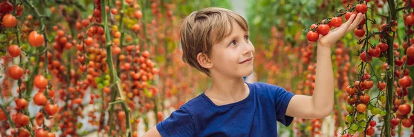 温室で新鮮なトマトの収穫を手にしたかわいい男の子の肖像画と笑顔。赤いトマトのバナーを持つ子供の肖像画、ロングフォーマット — ストック写真
