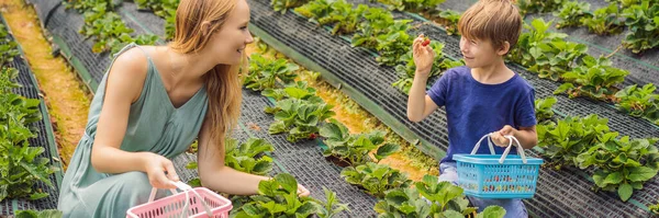 Mor och son småbarn pojke på ekologisk jordgubbsodling på sommaren, plocka bär BANNER, LONG FORMAT — Stockfoto