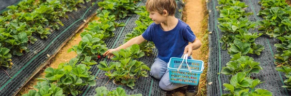 小蹒跚学步的男孩，夏天在有机草莓农场采摘浆果，长形 — 图库照片