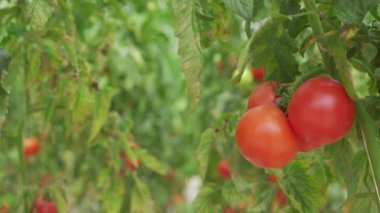 Bir sera çiftliğinde yetişen bir sıra domates resmi. Eko-ürün kavramı
