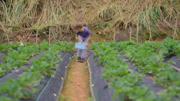 Malý chlapec sbírá jahody na ekologické farmě. Ekoturistický koncept — Stock video