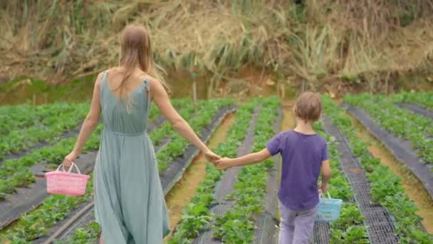 Young woman and her little son collect strawbery on an eco farm. Ecoturism concept — Stock Video