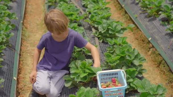Mały chłopiec zbiera truskawki na eko farmie. Pojęcie ekoturyzmu — Wideo stockowe