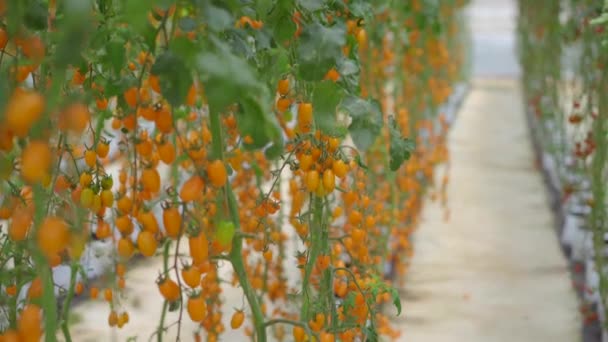Ein Handschuss von Tomatenreihen, die in einer Gewächshausfarm wachsen. Konzept für Ökoprodukte — Stockvideo