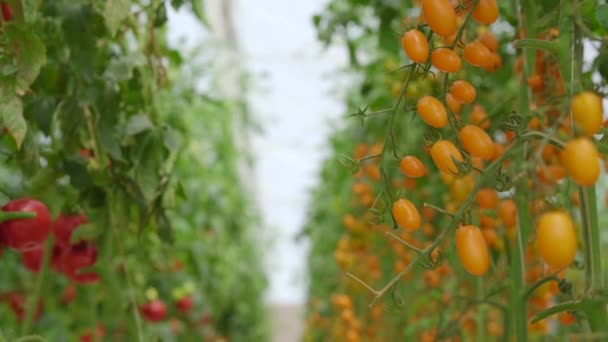 Um tiro de mão de fileiras de tomates crescendo em uma fazenda de estufa. Conceito de ecoprodutos — Vídeo de Stock