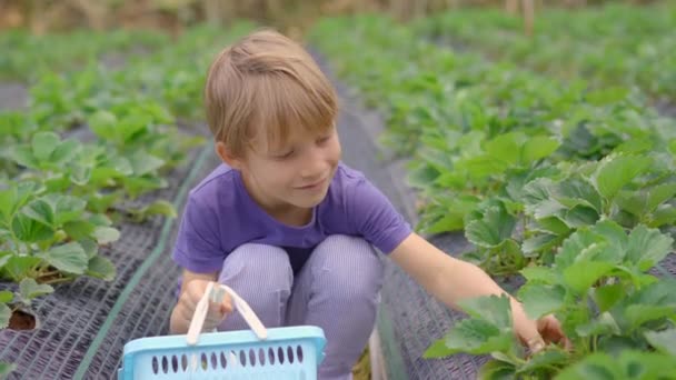 Маленький хлопчик збирає полуницю на екологічній фермі. концепція екотуризму — стокове відео