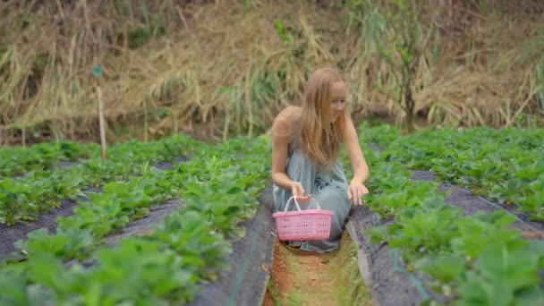 Die junge Frau und ihr kleiner Sohn sammeln Erdbeeren auf einem Öko-Bauernhof. Ökotourismus-Konzept — Stockvideo