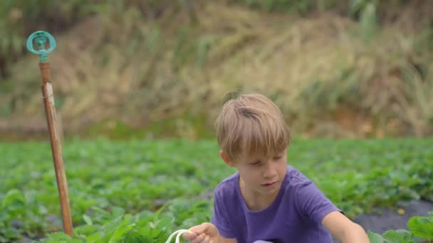 Een kleine jongen verzamelt aardbeien op een eco boerderij. Ecoturismeconcept — Stockvideo