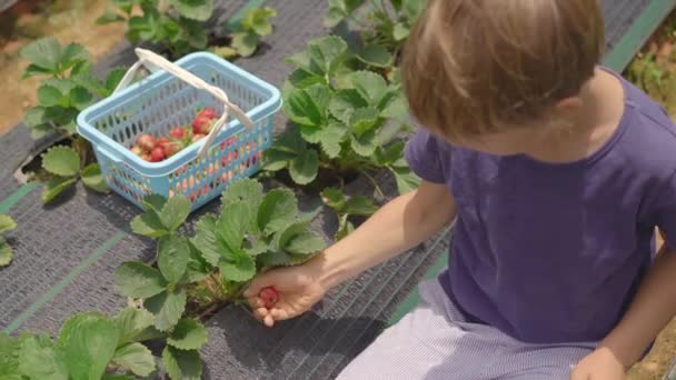 Um rapazinho colecciona morangos numa quinta ecológica. Conceito de ecoturismo — Vídeo de Stock