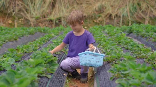 Een kleine jongen verzamelt aardbeien op een eco boerderij. Ecoturismeconcept — Stockvideo
