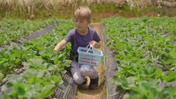 Malý chlapec sbírá jahody na ekologické farmě. Ekoturistický koncept — Stock video