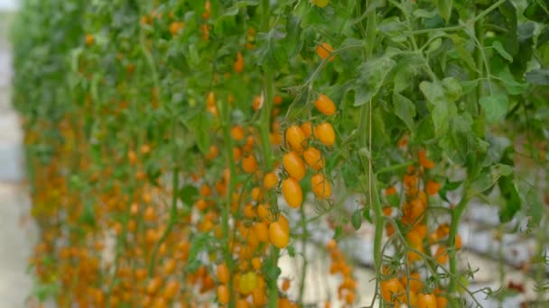 A handheld shot of rows of tomatoes growing in a greenhouse farm. Eco-products concept — Stock Video
