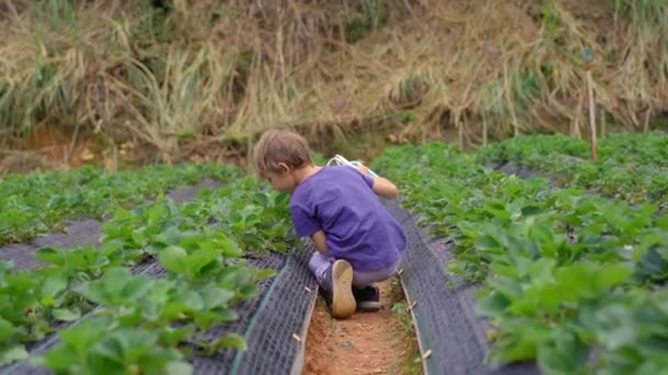 Um rapazinho colecciona morangos numa quinta ecológica. Conceito de ecoturismo — Vídeo de Stock