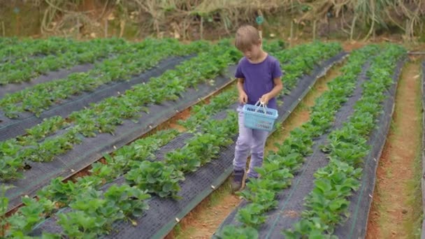 Malý chlapec sbírá jahody na ekologické farmě. Ekoturistický koncept — Stock video