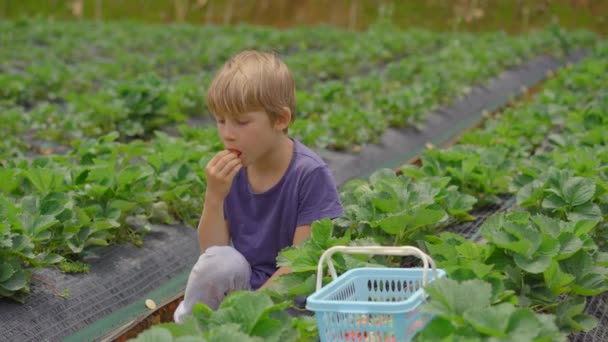 Маленький мальчик собирает клубнику на экологической ферме. Он ест свежую и вкусную клубнику. Экотуризм — стоковое видео
