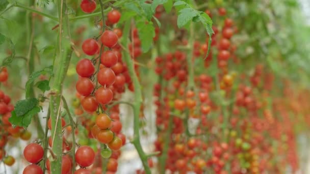 Ein Handschuss von Tomatenreihen, die in einer Gewächshausfarm wachsen. Konzept für Ökoprodukte — Stockvideo
