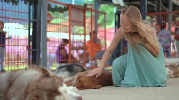 Mujer joven visita una granja de perros, donde se puede pasar el rato con un montón de perros lindos y adorables — Vídeos de Stock