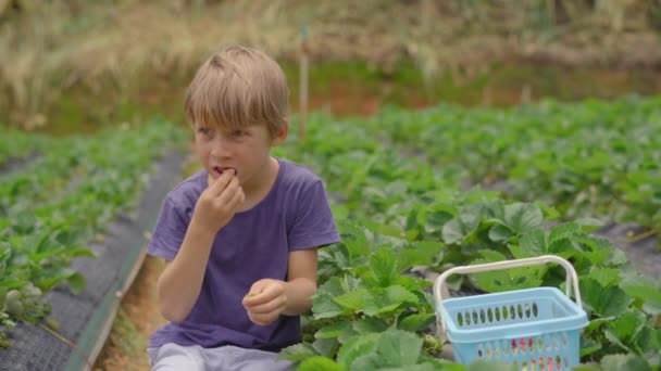 Malý chlapec sbírá jahody na ekologické farmě. Jí čerstvé a chutné jahody. Ekoturistický koncept — Stock video