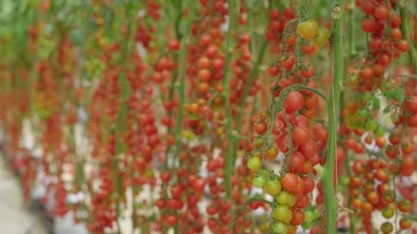 Una toma manual de filas de tomates que crecen en una granja de invernadero. Concepto de productos ecológicos — Vídeos de Stock