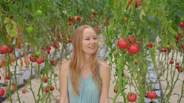 Uma bela jovem visita uma eco-fazenda. Ela caminha pelas fileiras de tomates crescendo em uma estufa. Conceito de ecoprodutos — Vídeo de Stock