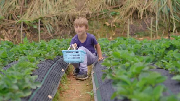 Un petit garçon ramasse de la paille dans une ferme écologique. Concept d'écotourisme — Video