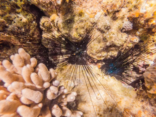 Underbar och vacker undervattensvärld med koraller och tropiska fiskar — Stockfoto