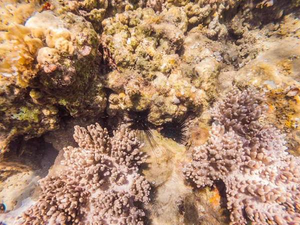 Prachtige onderwaterwereld met koralen en tropische vissen — Stockfoto