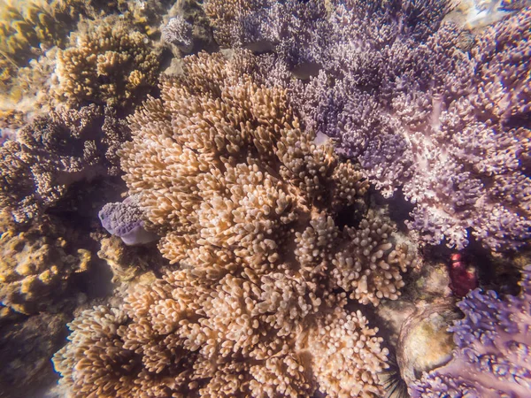 Υπέροχος και όμορφος υποβρύχιος κόσμος με κοράλλια και τροπικά ψάρια — Φωτογραφία Αρχείου
