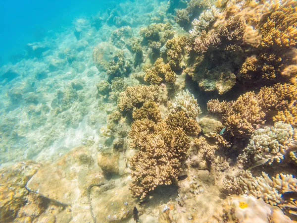 Prachtige onderwaterwereld met koralen en tropische vissen — Stockfoto